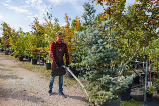 The Steps Involved in Our Tree Care Process in Holly Ridge, NC